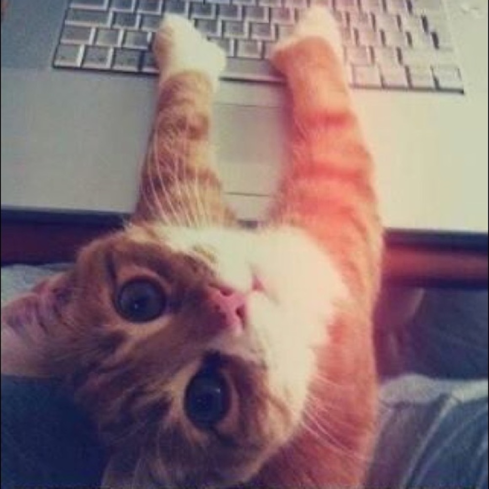 Meet your Posher, ChattyChickie